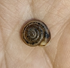 Daedalochila