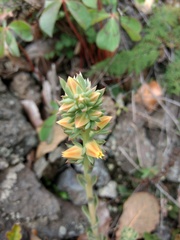 Echeveria paniculata
