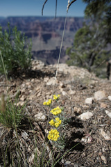 Alyssum montanum