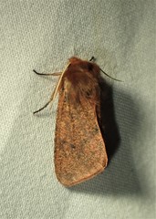 Phragmatobia assimilans