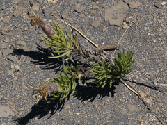 Mutisia linearifolia