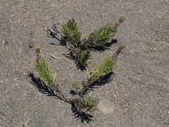 Mutisia linearifolia