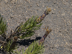 Mutisia linearifolia