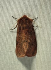 Phragmatobia assimilans