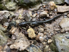 Ambystoma jeffersonianum