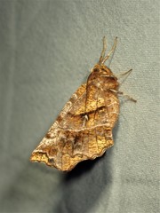 Selenia alciphearia