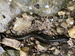 Ambystoma jeffersonianum
