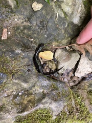 Ambystoma jeffersonianum