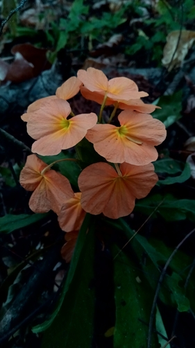 Crossandra longispica image