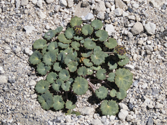 Pozoa coriacea