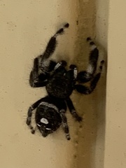 Phidippus audax