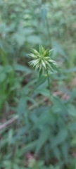 Phlox carolina