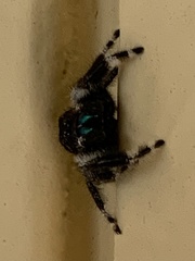 Phidippus audax