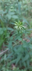 Phlox carolina