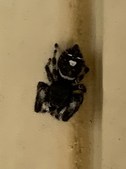 Phidippus audax