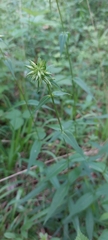 Phlox carolina