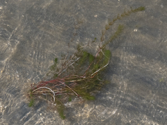 Myriophyllum quitense