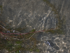 Myriophyllum quitense