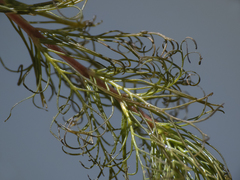 Myriophyllum quitense