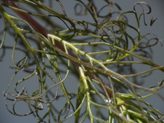 Myriophyllum quitense