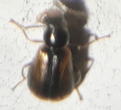 Attalus scincetus