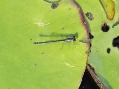 Austrocnemis maccullochi