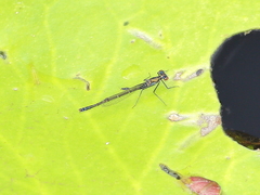 Austrocnemis maccullochi