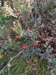 Acrothamnus maccraei
