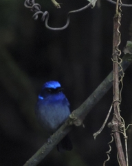 Niltava macgrigoriae