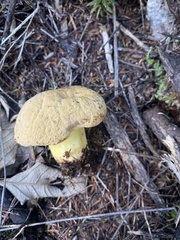 Boletus rawlingsii