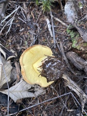 Boletus rawlingsii