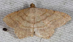 Psamatodes abydata