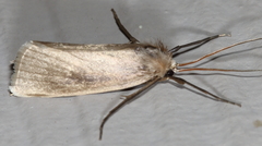 Rupela tinctella