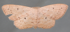 Scopula aemulata