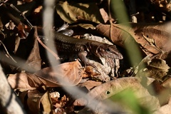 Aspidoscelis guttatus