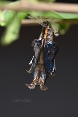 Athyma selenophora