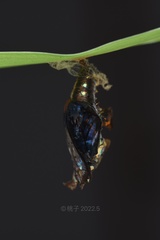 Athyma selenophora