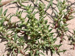 Blitum nuttallianum