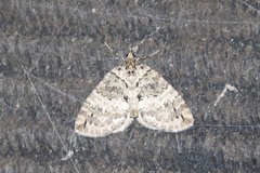 Hydriomena speciosata