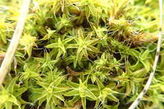 Syntrichia ruralis