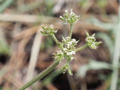 Lomatium orientale