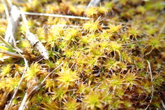 Syntrichia ruralis