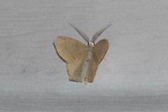 Chloropteryx tepperaria