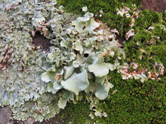 Parmotrema andinum