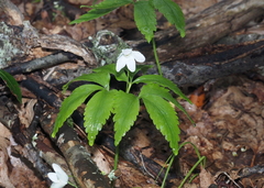 Anemonoides lancifolia