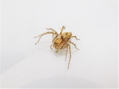 Oxyopes aglossus