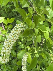 Prunus