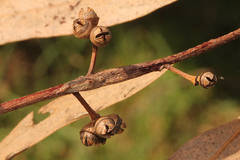 Eucalyptus chloroclada