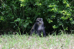 Cercopithecus mitis monoides
