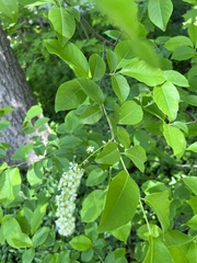 Prunus